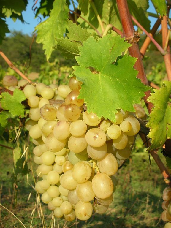 Podere Le Chiuse Сована Экстерьер фото