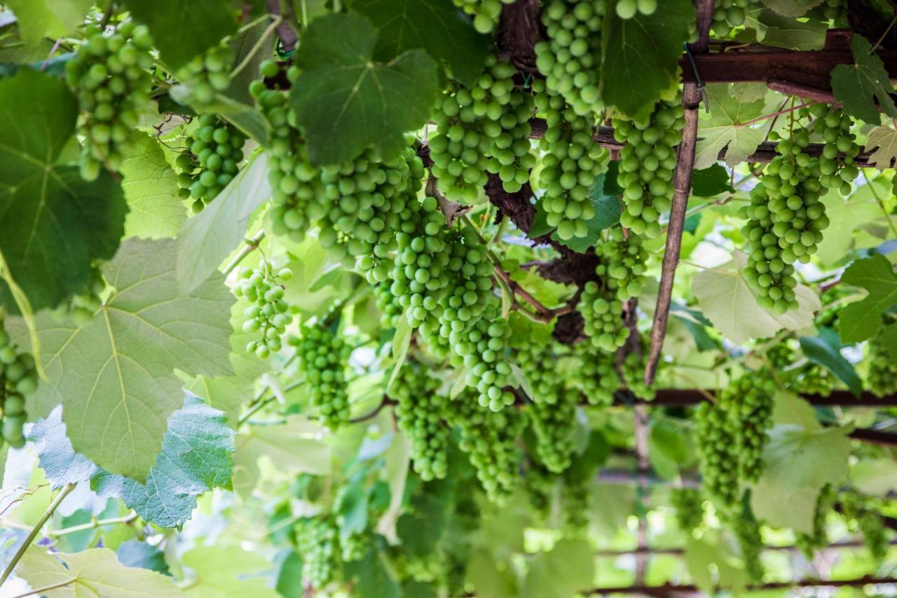 Podere Le Chiuse Сована Экстерьер фото